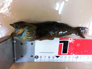 この魚はなんていう名前でしょうか？