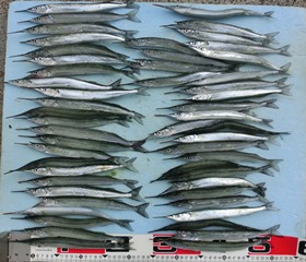 サヨリ：強風でも大量だ～！！