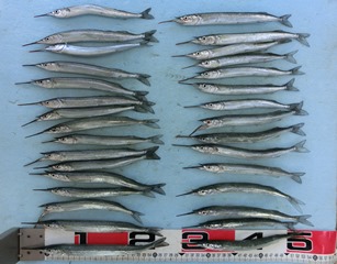 サヨリ：今日は大漁だ！！