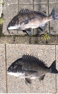 黒鯛：連日釣行！！
