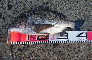 黒鯛：初釣り万歳！！