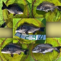 黒鯛：連続バラシ！！ 2021/05/07 19:16:00