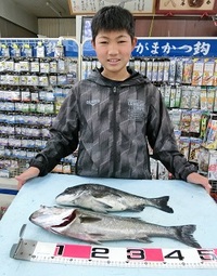 黒鯛とセイゴ：食いが浅いけど頑張った！！ 2021/04/29 18:41:00