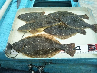 ヒラメとコチ：良く釣れました！！