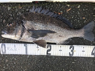 黒鯛：連続好調と言いたいが…！！