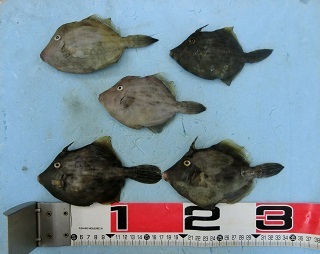 カワハギ：苦戦の末の…！！