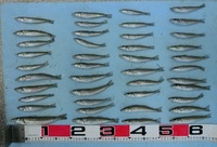 根性のキス釣り！！
