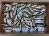 今週の浜名湖釣り情報≪２６７回≫
