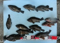 今週の浜名湖釣り情報≪２７９回≫