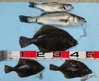 今週の浜名湖釣り情報≪３２９回≫