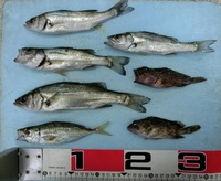 みんなで釣ると楽しいよ！！