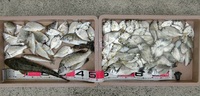 マゴチは一投目で！！