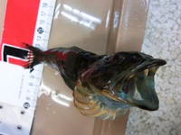 この魚はなんていう名前でしょうか？