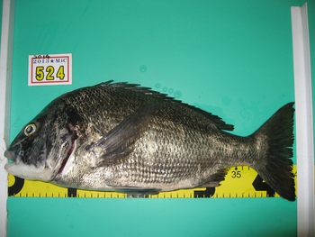 MiCダービー★鯛（エサ釣りの部） 20140613