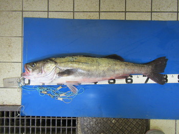 最近の釣果★シーバス
