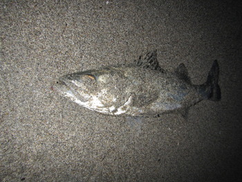 昨日の釣果★色々