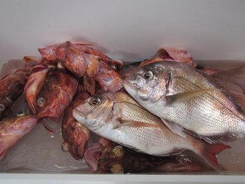 お仕事オフショア★鯛ラバ・赤魚便