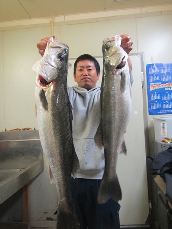 最近の釣果★シーバス