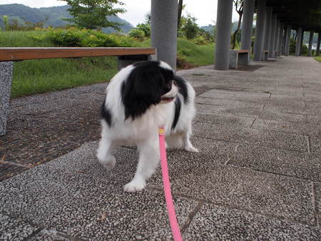 ユウ君の夏休み♪清里からメルヘン街道、苔の森へ♪