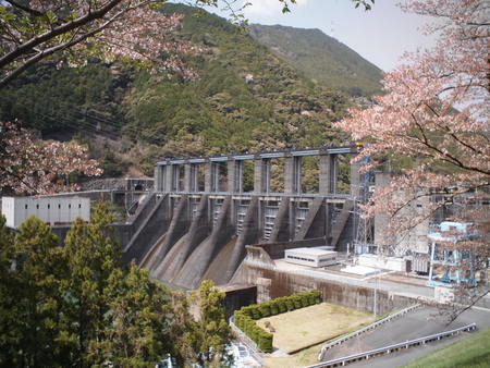狆のユウ君、秋葉ダム　千本桜でお花見をする♪