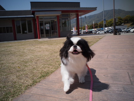 狆のユウ君、おじいちゃんのふるさとへ行く♪