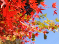 まっ赤だな♪ユウ君と見つけた遠州の小っちゃな秋♪