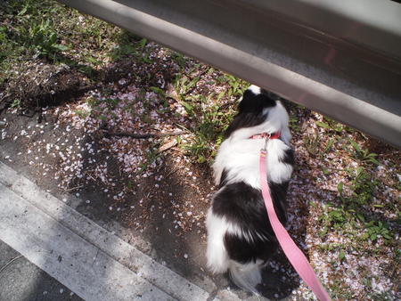狆のユウ君、秋葉ダム　千本桜でお花見をする♪