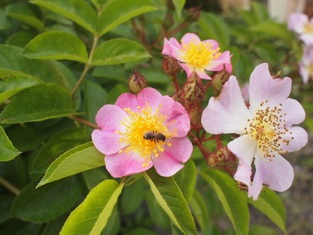 我が家の周りの草花。ナガミヒナゲシって、スゴイ繁殖力らしい…