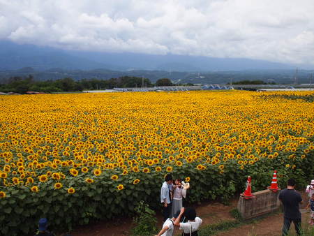 ユウ君の夏休み♪ひまわり畑に行く♪