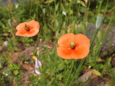我が家の周りの草花。ナガミヒナゲシって、スゴイ繁殖力らしい…
