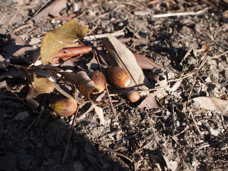 まっ赤だな♪ユウ君と見つけた遠州の小っちゃな秋♪
