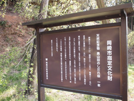 奥山田のしだれ桜、葉桜だっていいじゃない♪思い立ったが吉日ソロの旅♪