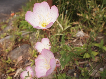 我が家の周りの草花。ナガミヒナゲシって、スゴイ繁殖力らしい…