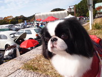 狆のユウ君、初めてのVWイベント 19th Tea BRAEK´17へ行く♪ 2017/11/27 23:15:45