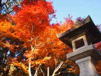 袋井市　油山寺の紅葉情報♪　11/28は6,7部付きでした♪ 2017/12/01 21:00:04