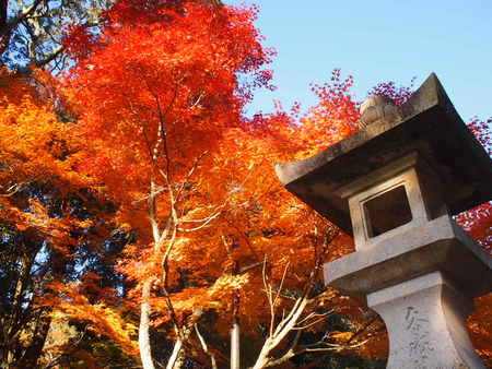 袋井市　油山寺の紅葉情報♪　11/28は6,7部付きでした♪