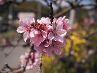 春だね♪♪　我が家の花図鑑　(*´ω｀*)