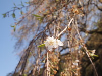 奥山田のしだれ桜、葉桜だっていいじゃない♪思い立ったが吉日ソロの旅♪