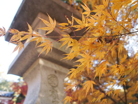 袋井市　油山寺の紅葉情報♪　11/28は6,7部付きでした♪