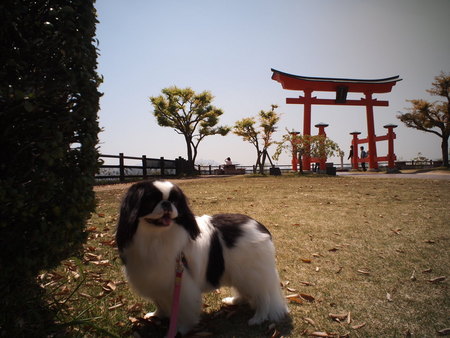 狆のユウ君、おじいちゃんのふるさとへ行く♪