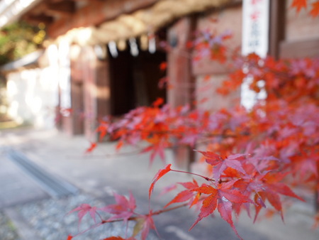 袋井市　油山寺の紅葉情報♪　11/28は6,7部付きでした♪