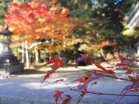 袋井市　油山寺の紅葉情報♪　11/28は6,7部付きでした♪