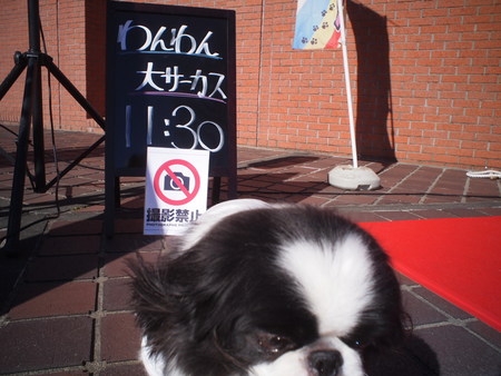 藤枝郷土博物館で戌年イベント♪　わんわん大サーカスがやってきた！