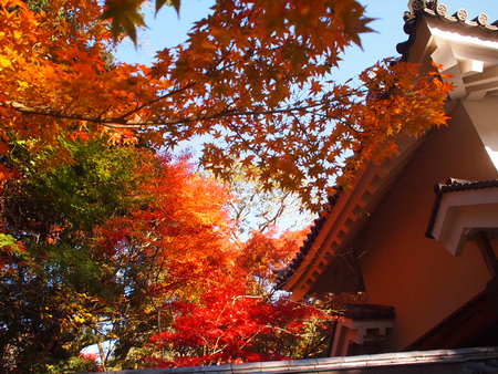 袋井市　油山寺の紅葉情報♪　11/28は6,7部付きでした♪
