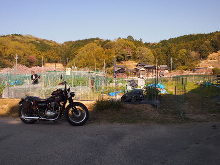 奥山田のしだれ桜、葉桜だっていいじゃない♪思い立ったが吉日ソロの旅♪
