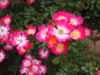 スタジオラップスさんのお庭は花盛り♪♪