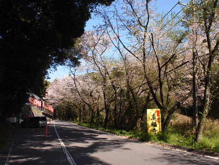 奥山田のしだれ桜、葉桜だっていいじゃない♪思い立ったが吉日ソロの旅♪