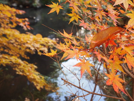 袋井市　油山寺の紅葉情報♪　11/28は6,7部付きでした♪