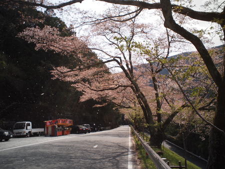 狆のユウ君、秋葉ダム　千本桜でお花見をする♪