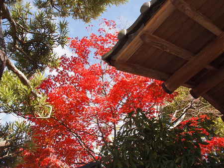 袋井市 茶ピアの日本庭園では紅葉のグラデーションが見事でした♪